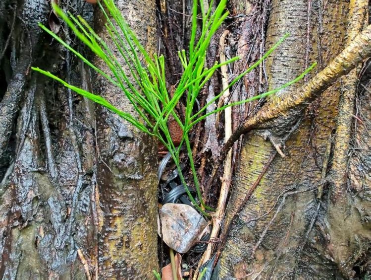 深汕首次发现植物界“活化石”——松叶蕨！