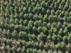山西汾西：大棚结硕果 拓宽村民增收路径