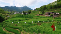 千城百县看中国｜福建德化：小西瓜铺就乡村振兴路