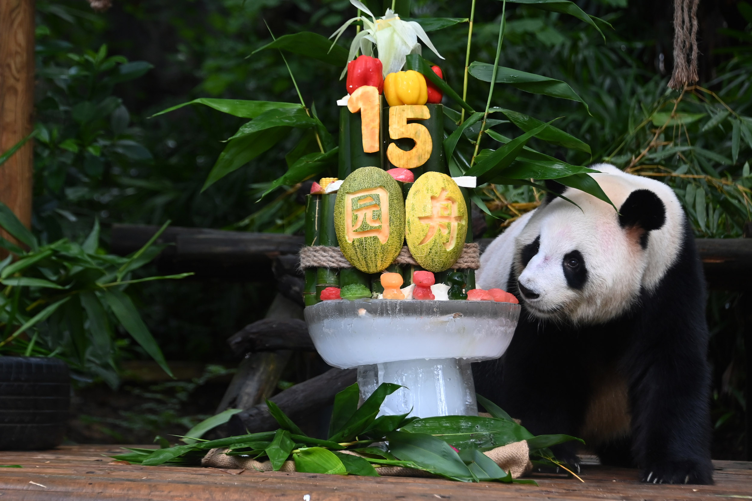 大熊猫“园舟”在深圳野生动物园欢乐过十五岁生日