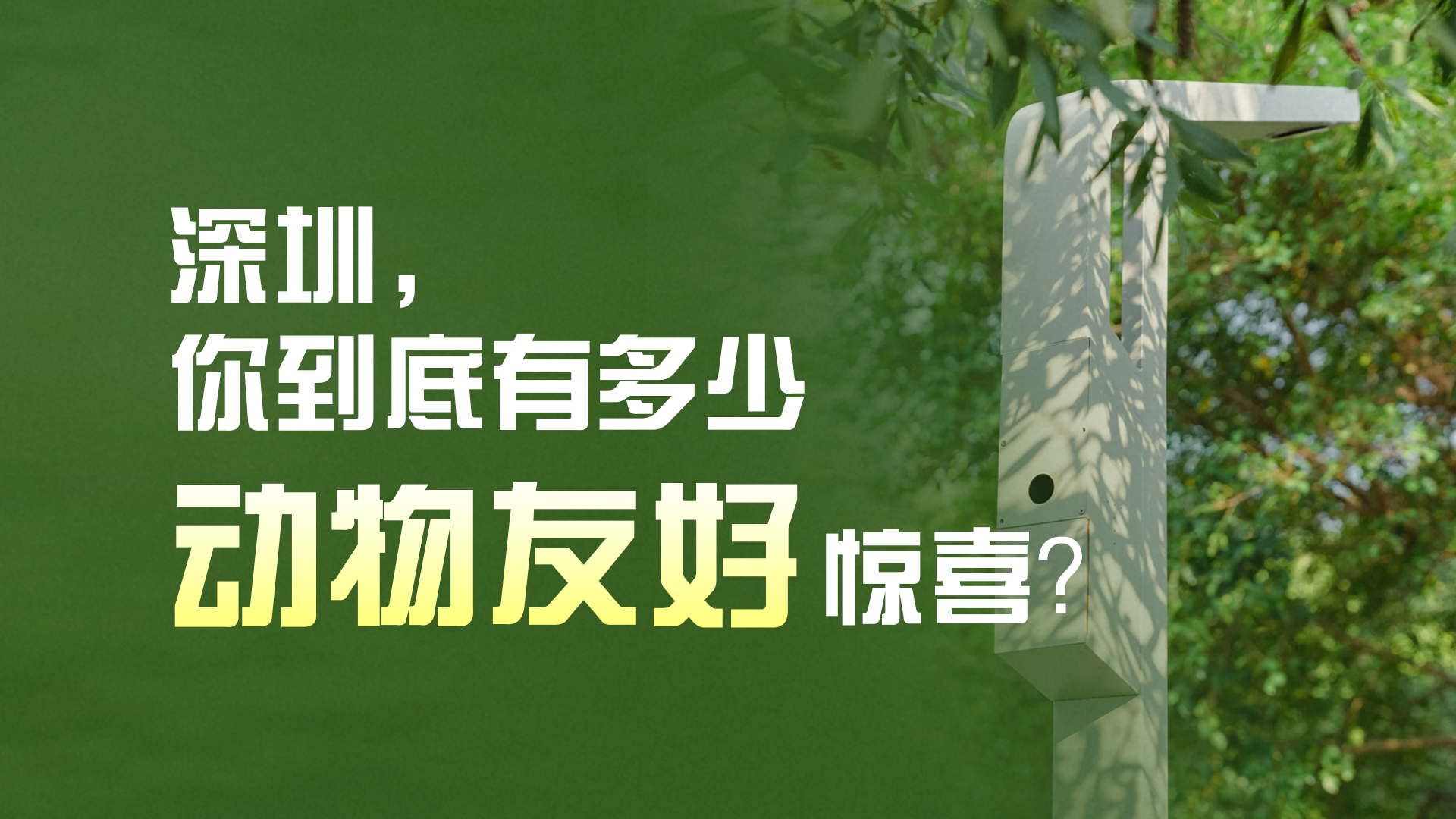 深圳，你到底有多少“动物友好”惊喜？