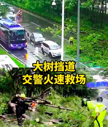 晶视频丨大树挡道，交警火速救场