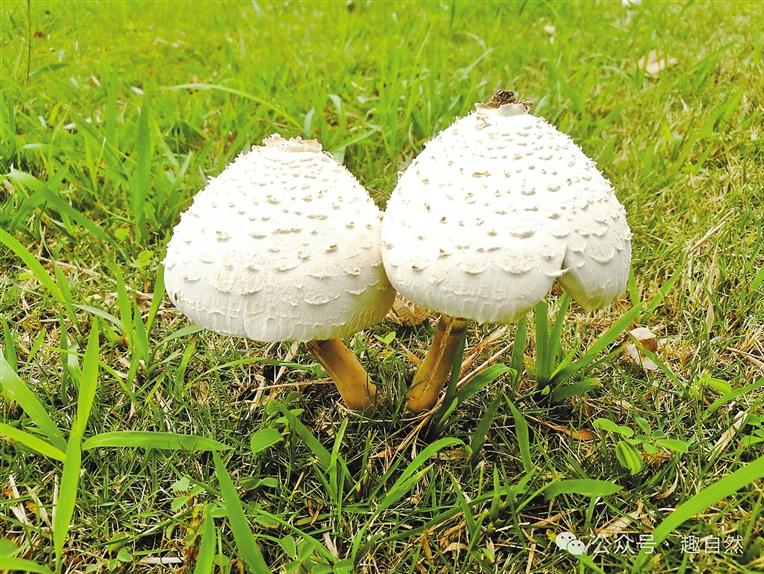 雨后“白伞”别乱采，今年已发生野外采食蘑菇中毒案例