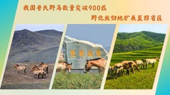 我国普氏野马数量突破900匹 野化放归地扩展至四省区