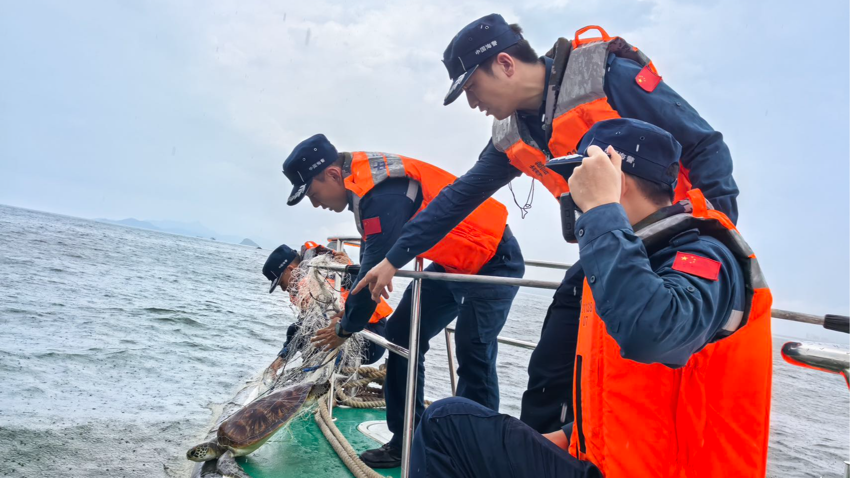 4117号绿海龟获救！300海里洄游变“渔网惊魂” 深圳海警紧急救下