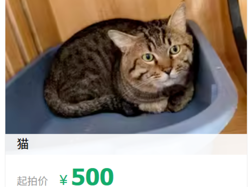 宠域talk | 一只狸花猫被法拍！超十万人围观