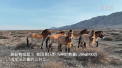 我国普氏野马数量突破900匹 野化放归地扩展至四省区