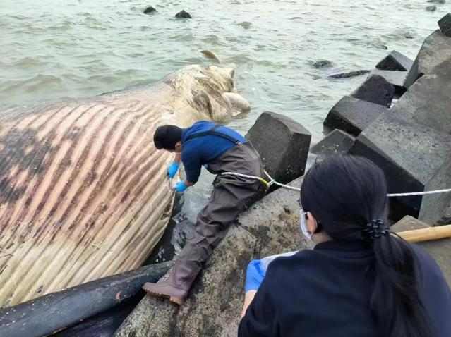 深港签署备忘录 联合救护大型水生野生动物
