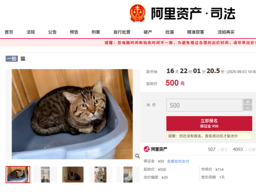 主人因欠钱被法院执行，法拍狸花猫吸引超500人竞拍，店员：它现在身价很高，感觉没三五千拍不到 
