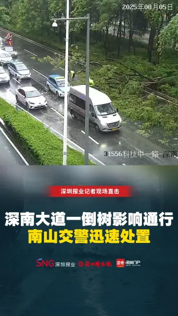 深南大道一倒树影响通行 南山交警迅速处置