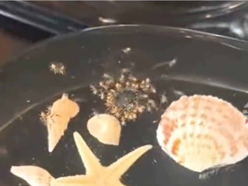三亚7199元一晚的酒店虫子成群？涉事酒店致歉