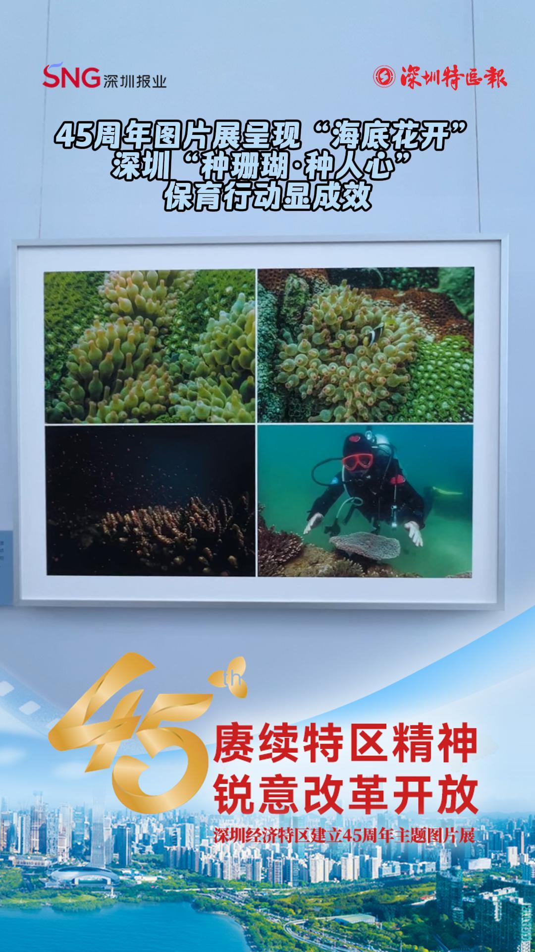 45周年图片展呈现“海底花开”  深圳“种珊瑚·种人心”保育行动显成效