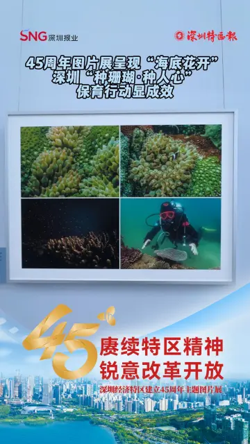 45周年图片展呈现“海底花开”  深圳“种珊瑚·种人心”保育行动显成效