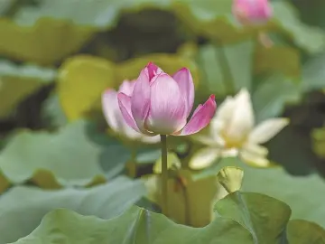 一池清梦待风来｜人文天地·南海潮