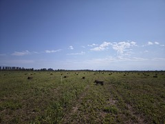 新疆昌吉十三户村：艾叶飘香产业兴