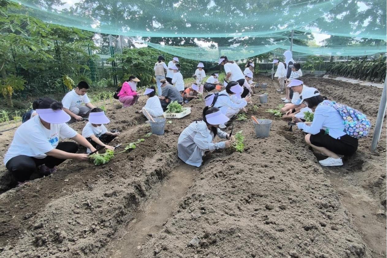 观澜20对职工亲子走进自然课堂，农耕研学乐