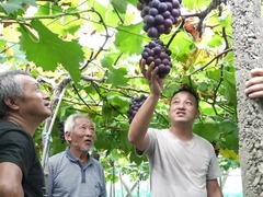 安徽黄山：葡萄产业托起村民“致富梦”
