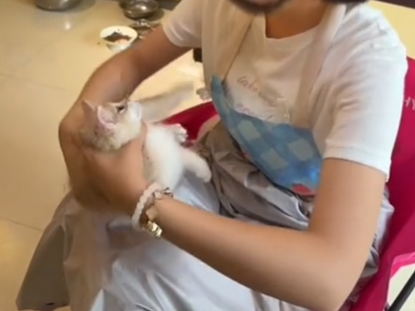宠域talk | 女子自称“心情不好”到猫咖包间虐猫，致数只猫死亡