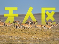 高原之上 生命之歌