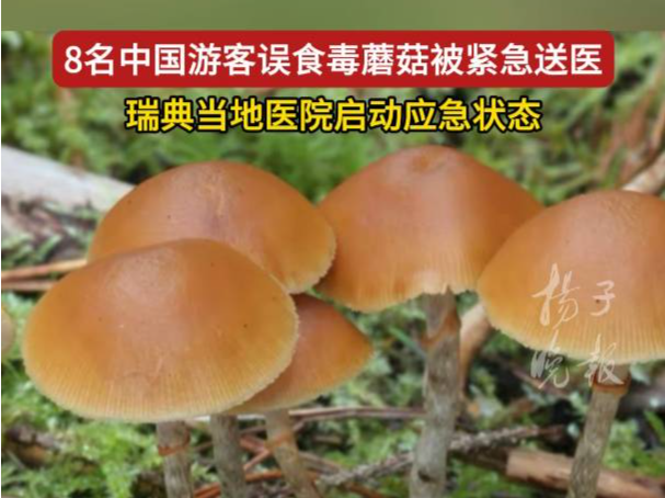 8名中国游客在瑞典小城采摘食用野生蘑菇集体中毒！当地已启动应急状态