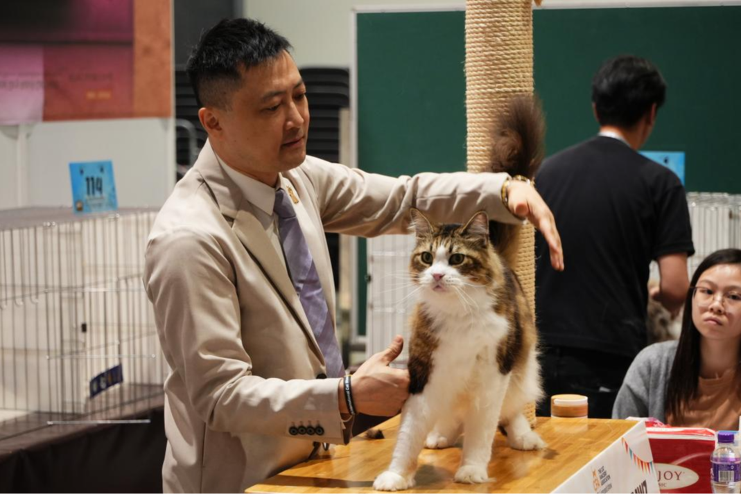 香港猫迷博览会2025落幕 “猫经济”成消费新引擎