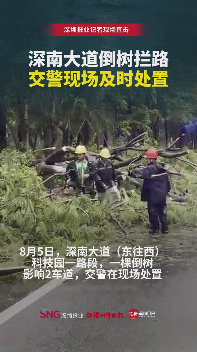 深南大道倒树拦路 交警现场及时处置
