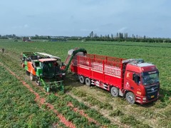 新疆昌吉：11.23万亩加工番茄进入机械化采收期