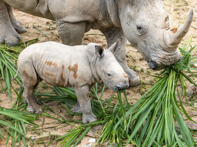 两头“巨无霸”宝宝满月了!清远长隆白犀牛家族再添新丁