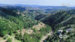 瞰中国｜内蒙古：松涛泉鸣响青山