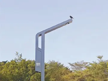 市民拍摄“飞鸟入灯”场景，在网络引发点赞！ 一盏“鸟巢路灯”蕴藏城市生态保护巧思