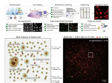 优才大事件｜Science重磅！Stereo-cell技术发布，开启百亿细胞大数据时代