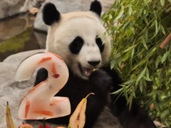 生日快乐！首只在俄出生大熊猫“喀秋莎”两岁了
