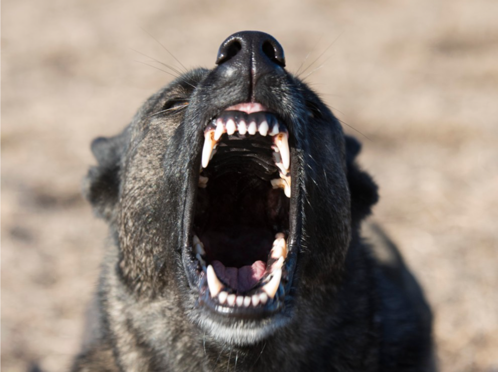 烈犬咬死路人，犬主辩称“人被狗咬死，与我无关”？法院判了→