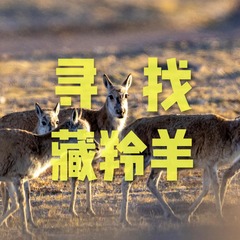 无人区纪行丨在无人区寻找藏羚羊是一种什么体验？