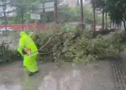 晶视频｜台风里的守护：多处路障被及时清理