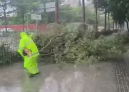 晶视频｜台风里的守护：多处路障被及时清理