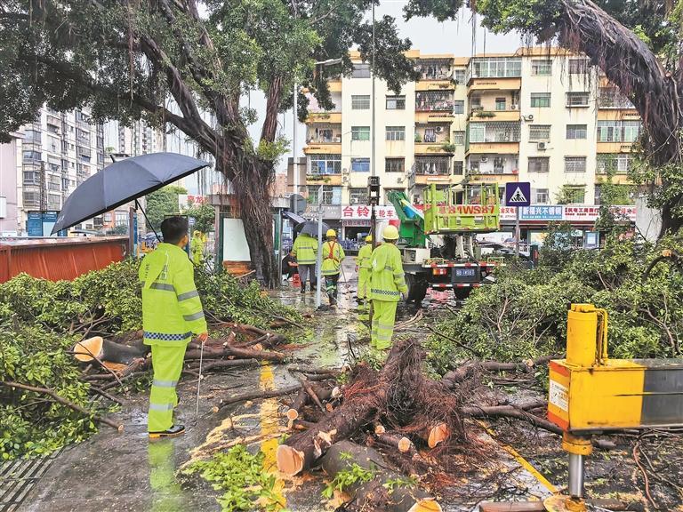 龙华区多措并举 未雨绸缪防台风