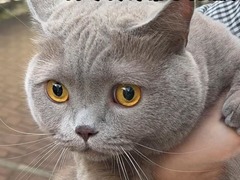港铁“猫狗同行”轻铁试行计划9月起转为常态化服务