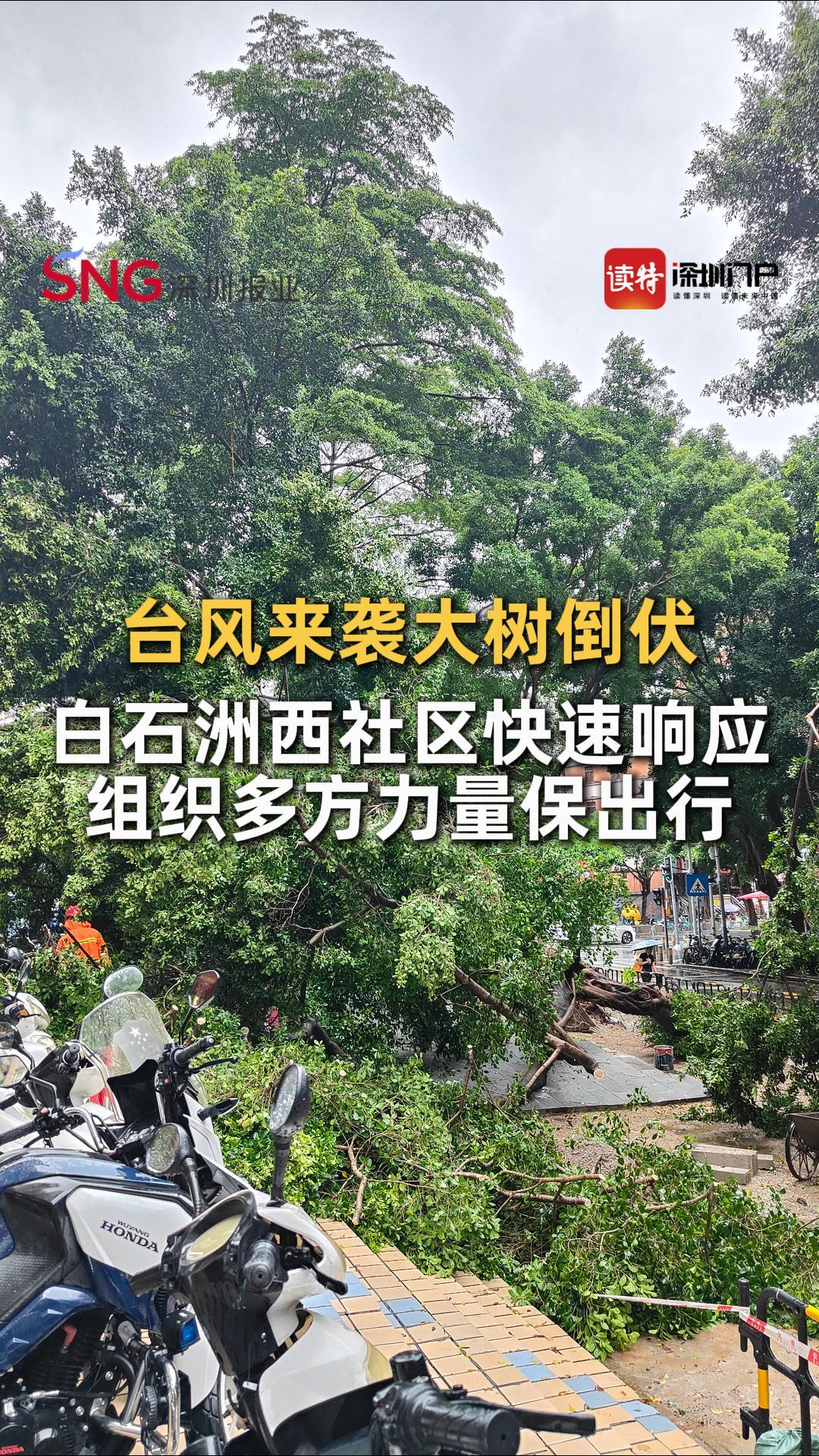 台风来袭大树倒伏，白石洲西社区快速响应组织多方力量保出行