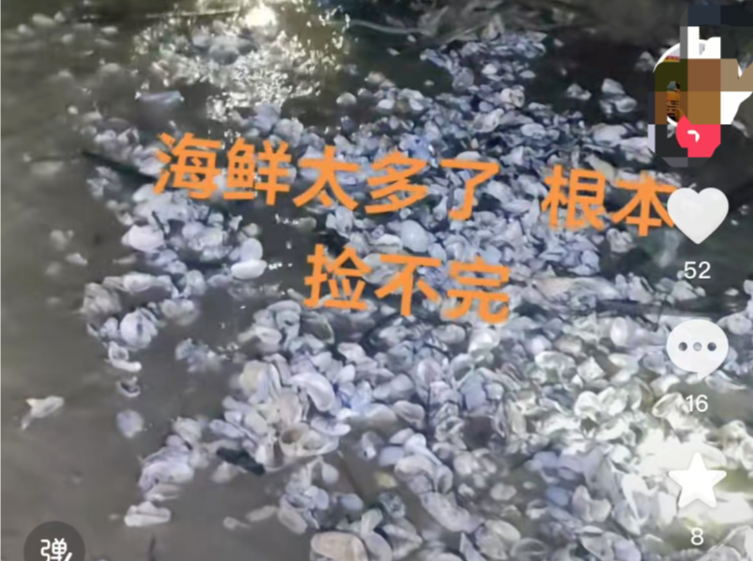 受台风影响退潮后海滩遍地生蚝，市民捡到手软，这些海鲜能吃吗？