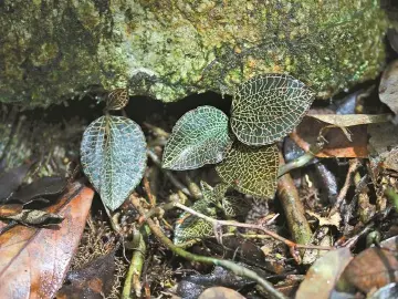 找到植物细胞“返老还童”的开关，华大相关科研成果再登国际顶刊《细胞》