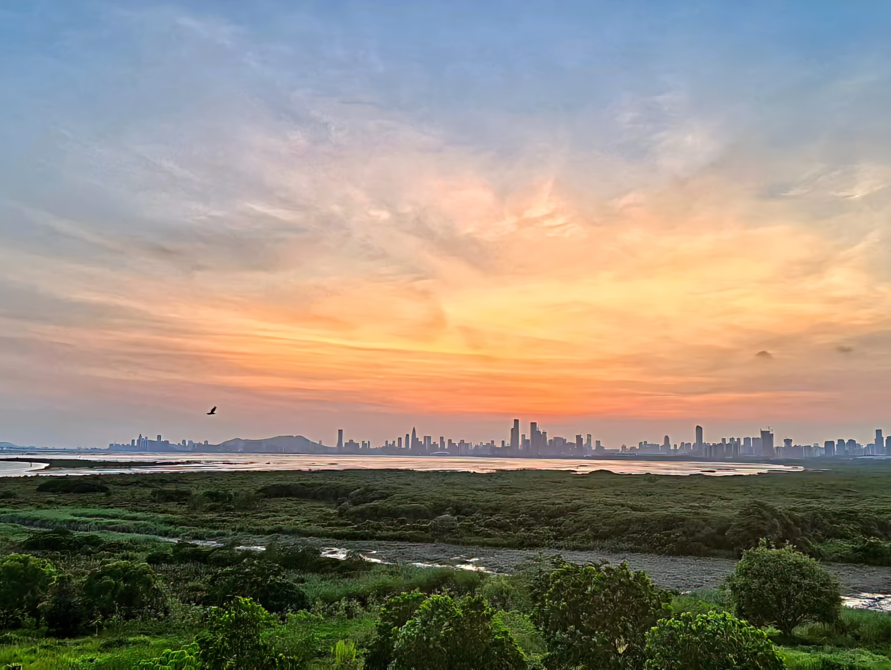 珊瑚礁和红树林生态优良：《2024年粤港澳大湾区海洋生态状况报告》发布