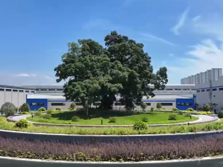 400岁古树与千亿车城同框！深汕比亚迪园区里藏着最动人的共生故事！