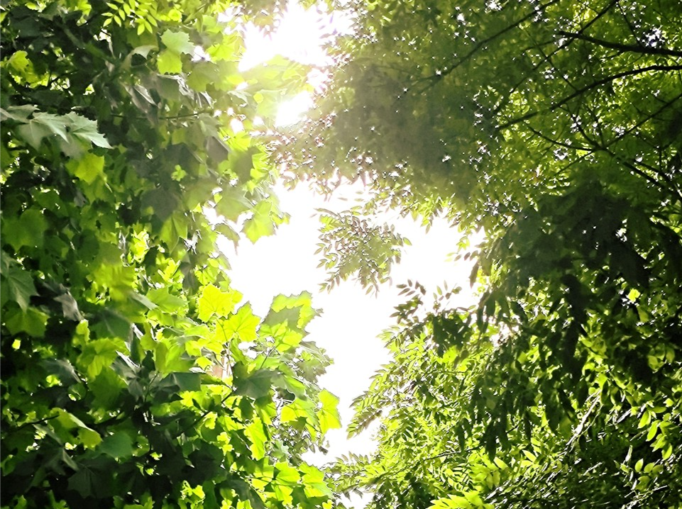 温度记丨高温晴热倒计时！双台风胚胎活跃，深圳天气即将大变……