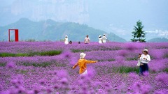 花开成海景色美