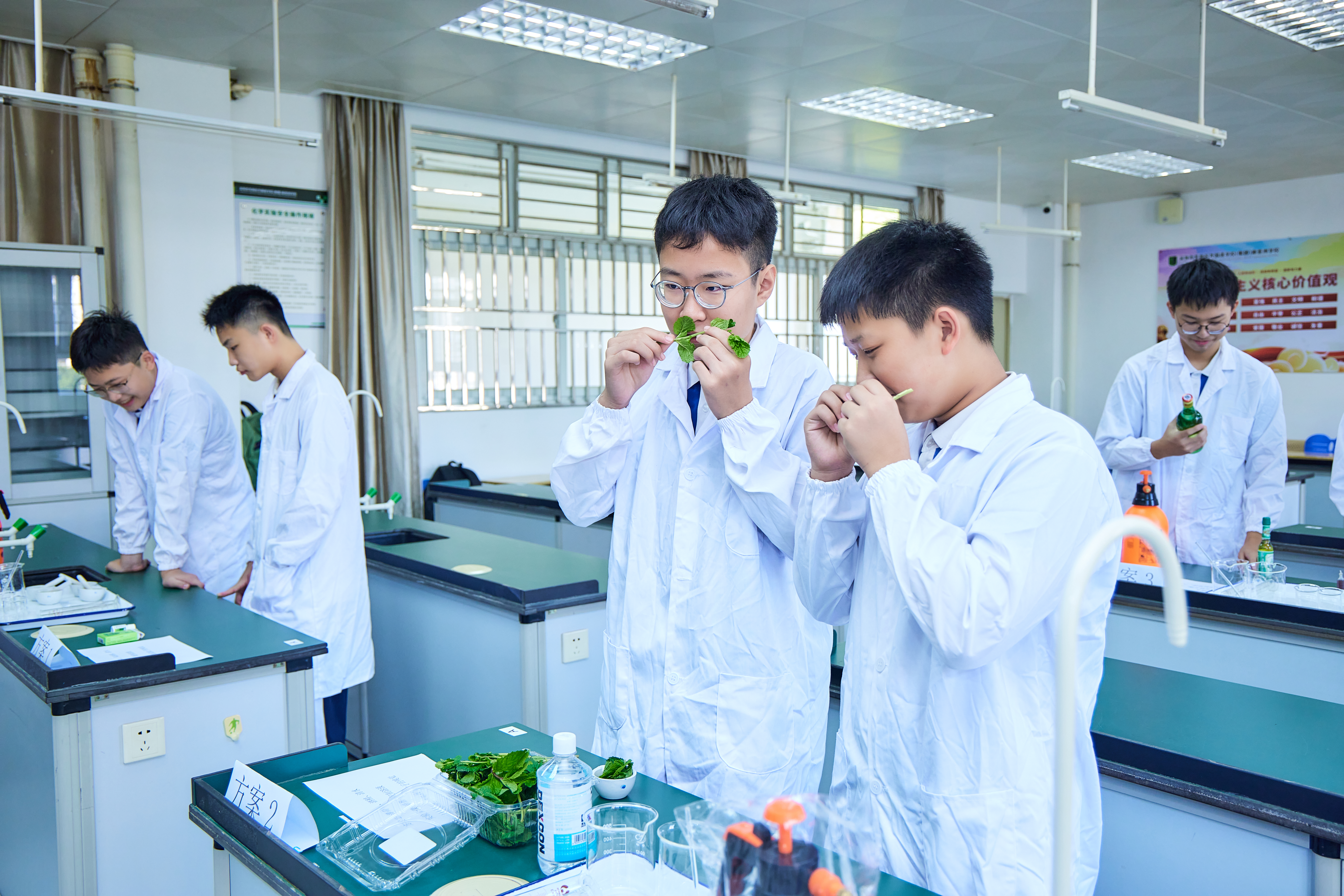 当九年级学子遇上 “驱蚊课题”：从跨域对话到实验室实践，他们这样守护校园