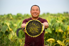 内蒙古杭锦旗：田间秋收忙（8）