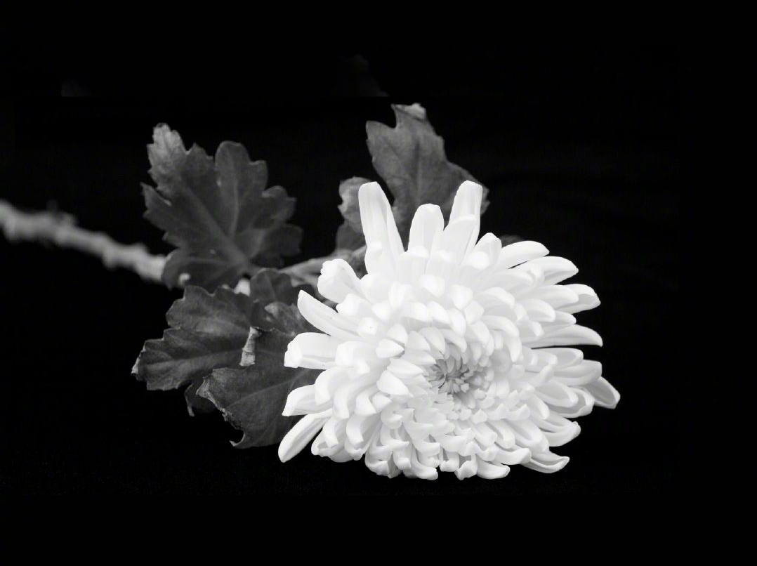 中国科学院院士、分子生物物理学家王大成逝世 