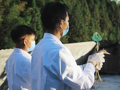 大山上的护鸟人
