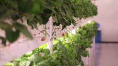 科技赋能·川蜀丰歌｜日产400斤 探秘西南最大草莓智慧工厂